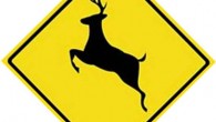 So I think my luck is starting to change. I hit a deer tonight on the way home from Wyoming. It didn’t go through the windshield, and didn’t cause me...
