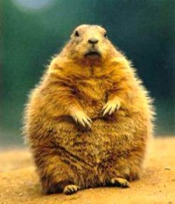 ground-hog-day1233584614